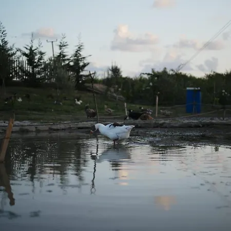 Natyra E Ishullit -resort- リゾート Ishull-Shëngjini