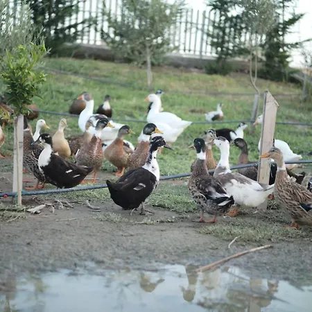 Natyra E Ishullit -resort- منتجع *