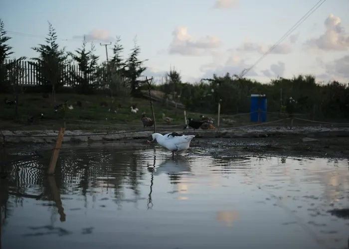Natyra E Ishullit -resort- Resort Ishull-Shëngjini