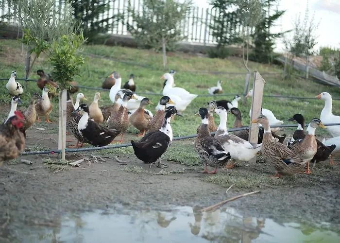 Natyra E Ishullit -resort- Курортный комплекс *